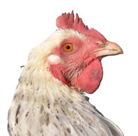 V reprodukčním chovu kura domácího v Pardubickém kraji bylo potvrzeno ohnisko ptačí chřipky